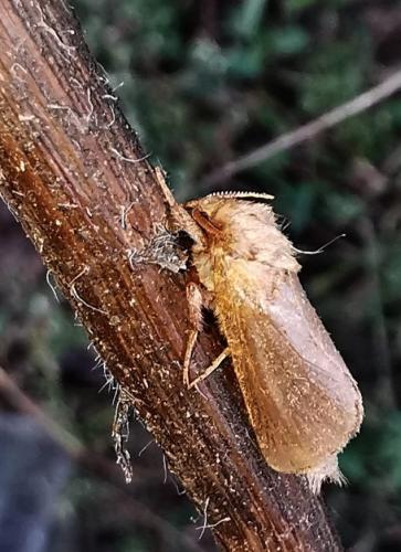 Triodia sylvina